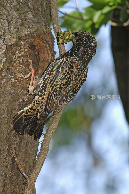 筑巢的椋鸟(Sturnus vulgaris)